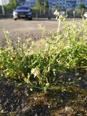 Cerastium holosteoides
