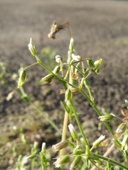 Cerastium holosteoides