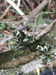 Ramalina fastigiata