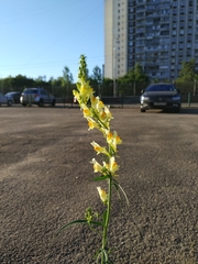 Linaria vulgaris