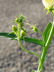 Linaria vulgaris