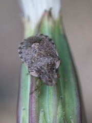 Sciocorini