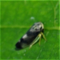 Pediopsoides distinctus