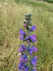 Echium