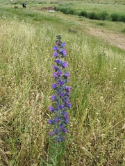Echium