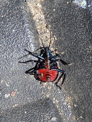 Euthyrhynchus floridanus