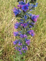Echium