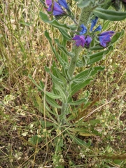 Echium