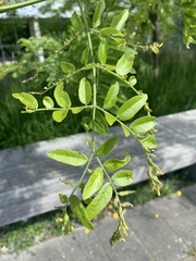 Sophoreae