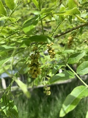 Sophoreae