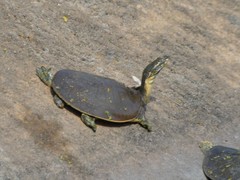 Apalone spinifera emoryi