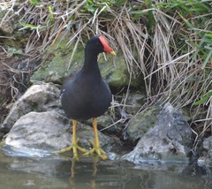 Gallinula galeata