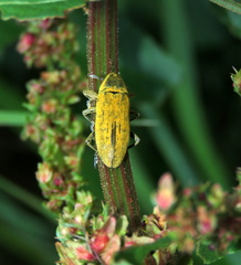 Lixus concavus