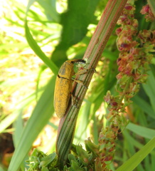 Lixus concavus