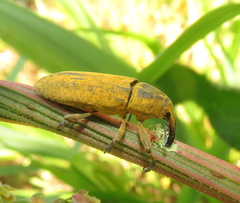 Lixus concavus