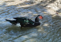Cairina moschata domestica