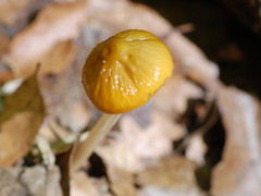 Hymenopellis sinapicolor