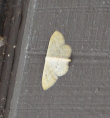 Scopula benitaria