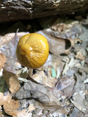 Hymenopellis sinapicolor