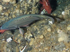 Sebastes brevispinis