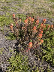 Castilleja latifolia