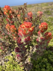 Castilleja latifolia