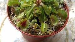 Dionaea