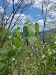 Jatropha cordata