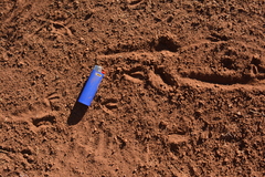 Raphicerus campestris campestris