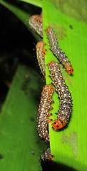 Xanthopastis timais
