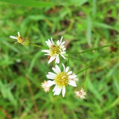 Erigeron vernus