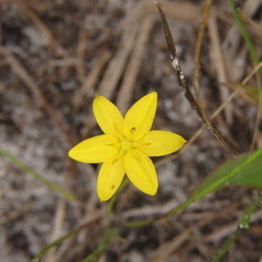 Hypoxis juncea