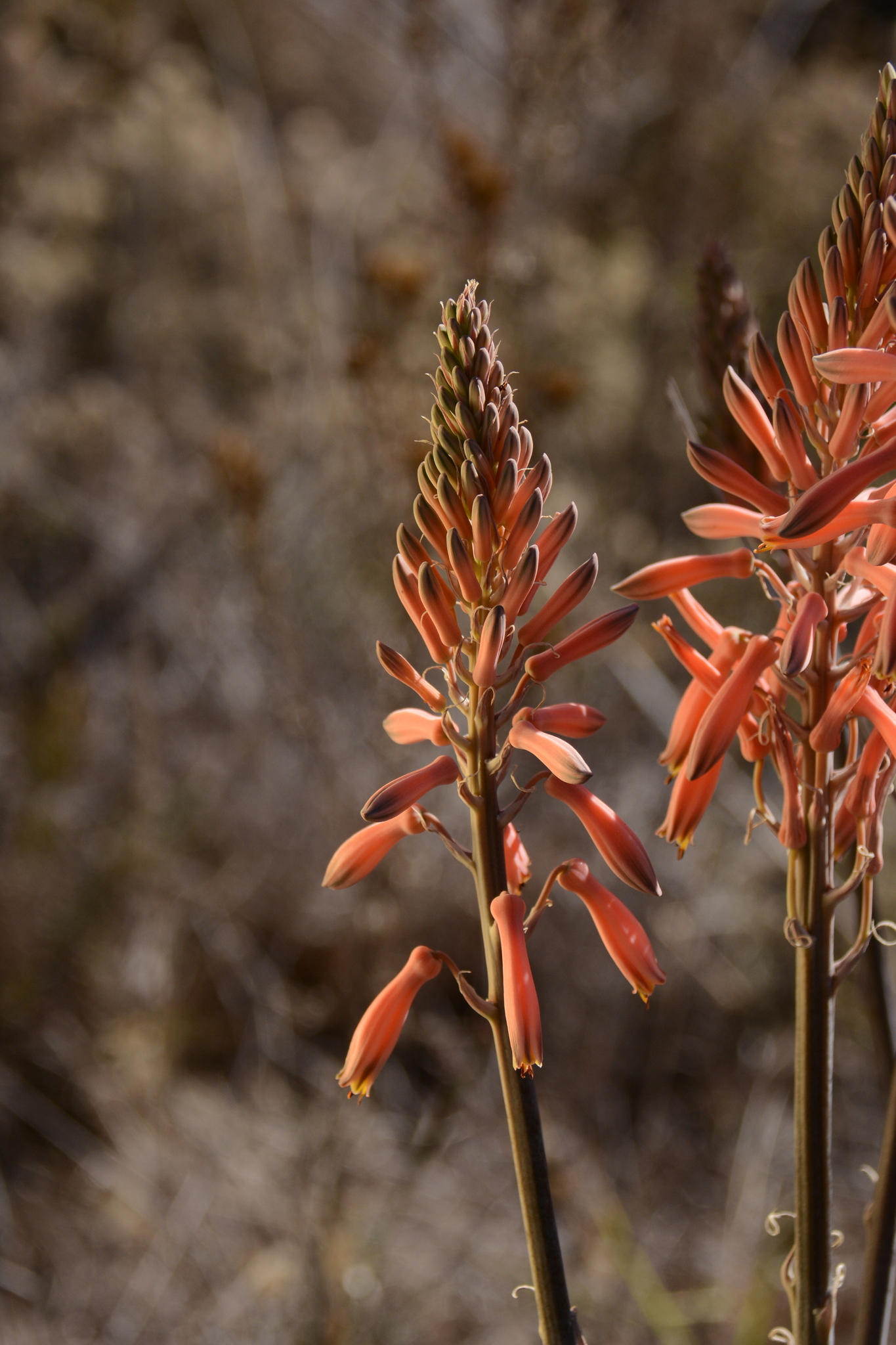 Aloe davyana