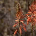 Small Aloe - Photo (c) Richard Gill, some rights reserved (CC BY-NC), uploaded by Richard Gill