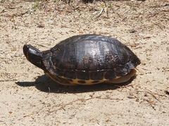 Trachemys scripta scripta