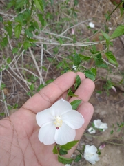 Hibiscus phoeniceus
