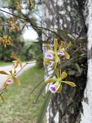 Encyclia tampensis image