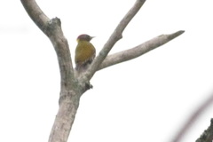 Picus chlorolophus chlorigaster