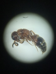 Myrmosa unicolor