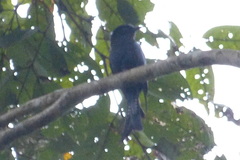 Surniculus dicruroides