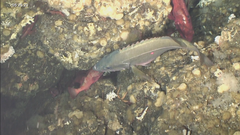 Sebastes brevispinis