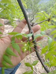 Bursera penicillata