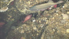 Sebastes brevispinis