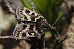 Metaxmeste schrankiana