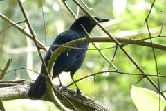 Myophonus horsfieldii