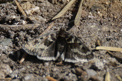 Metaxmeste schrankiana