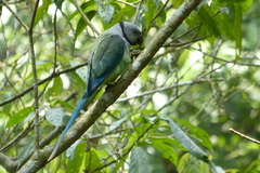 Psittacula columboides