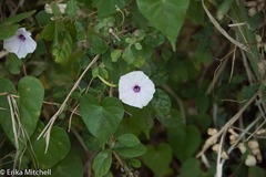 Ipomoea sagittifolia