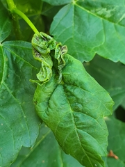 Dasineura irregularis