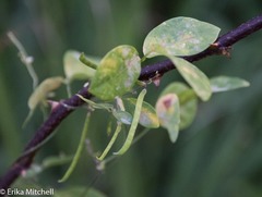 Teramnus labialis